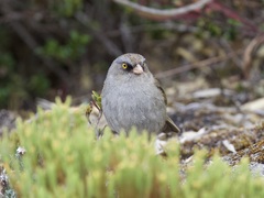 Junco vulcani