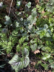 Lamium galeobdolon argentatum