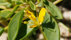 Cleomella obtusifolia