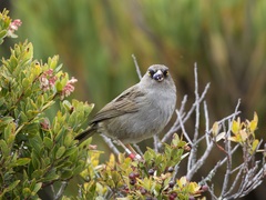 Junco vulcani