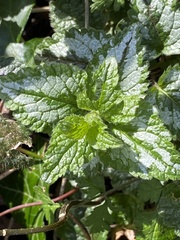 Lamium galeobdolon argentatum