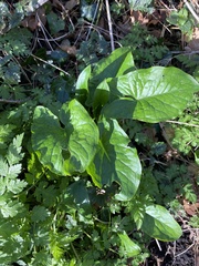 Arum maculatum