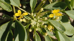 Cleomella obtusifolia