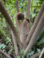 Cyathea muricata