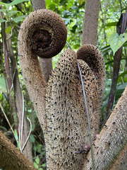 Cyathea muricata