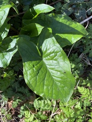 Arum maculatum
