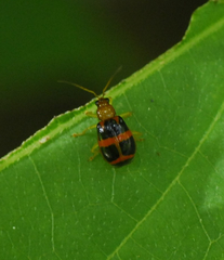 Gynandrobrotica