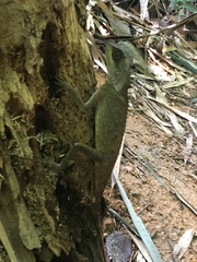 Acanthosaura crucigera