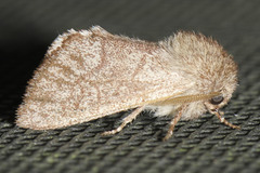 Psaphida styracis