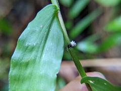 Balansiopsis guaduae