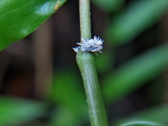 Balansiopsis guaduae