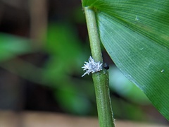 Balansiopsis guaduae