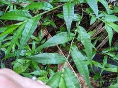 Ichnanthus pallens