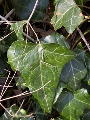 Hedera helix