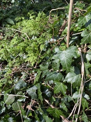 Hedera helix