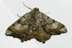 Macaria distribuaria