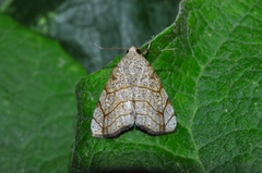 Bagisara tristicta
