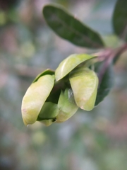 Psylla buxi