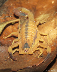 Tityus stigmurus
