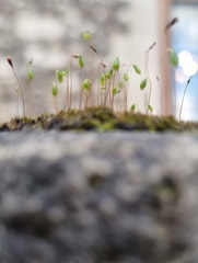 Ptychostomum capillare