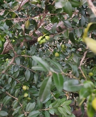 Psylla buxi