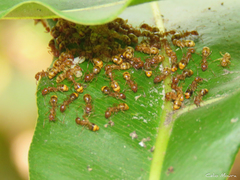 Dolichoderus lutosus