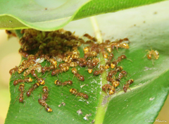 Dolichoderus lutosus