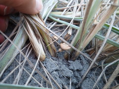 Paramarasmius mesosporus