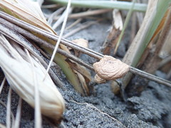 Paramarasmius mesosporus