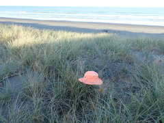 Paramarasmius mesosporus