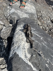 Heterodontus quoyi