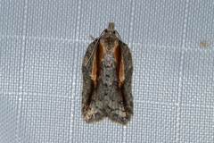 Acleris youngana