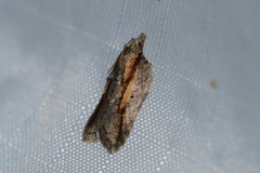 Acleris youngana