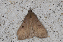 Rhapsa suscitatalis