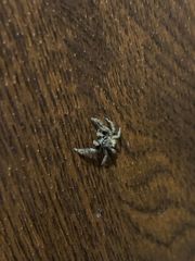 Salticidae