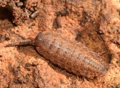 Porcellionides sexfasciatus