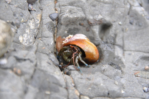 Blueband Hermit Crab, photo 8 of 8