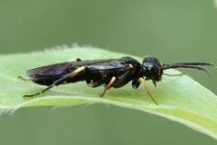 Allantus togatus