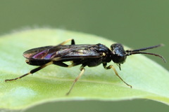Allantus togatus