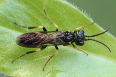Allantus togatus