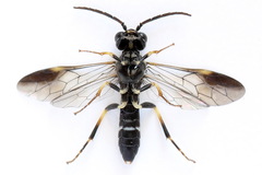 Allantus togatus