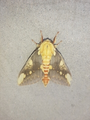 Citheronia guayaquila