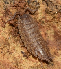 Porcellionides sexfasciatus