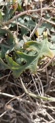 Reichardia
