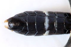 Allantus togatus