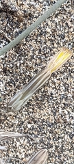 Reichardia