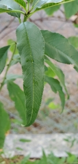 Salix nigra