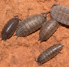 Porcellionides sexfasciatus