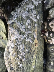 Semibalanus balanoides