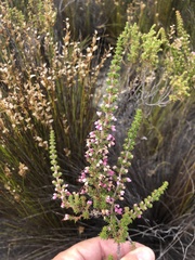Erica placentiflora